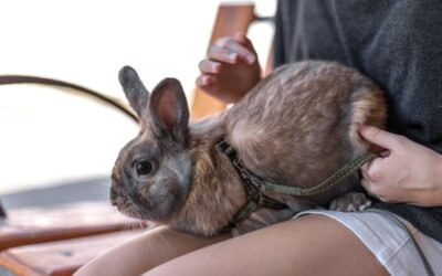 Ejercicios para fortalecer patas traseras en conejos después de una cirugía