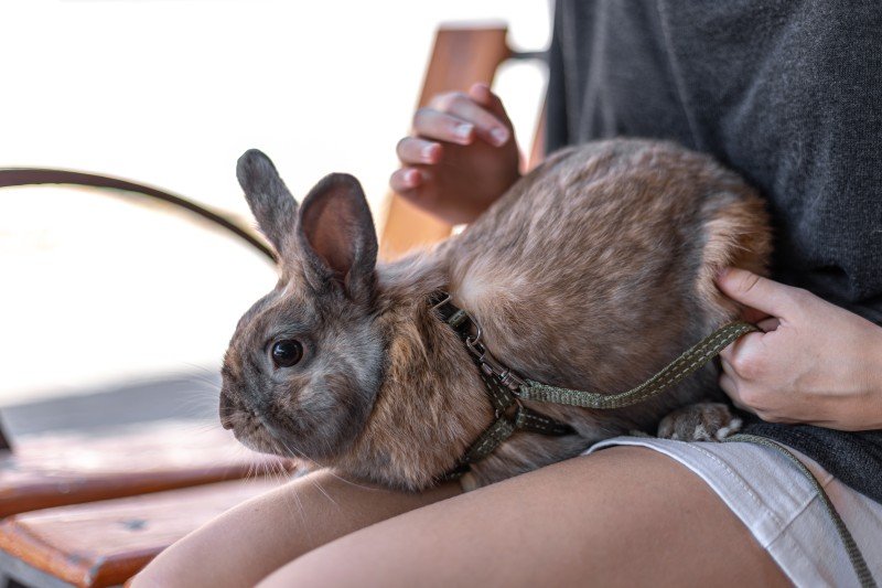 Ejercicios para fortalecer patas traseras en conejos después de una cirugía