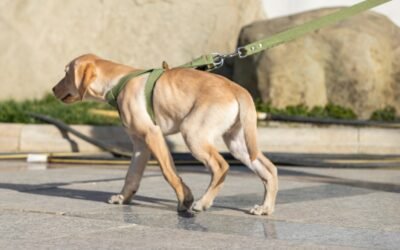 Perros con displasia de cadera: causas, síntomas y tratamiento