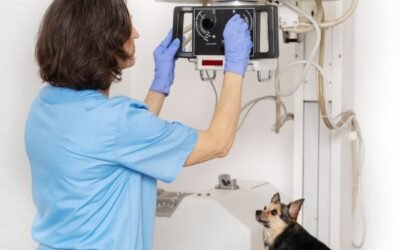 Exámenes veterinario con diagnósticos detallados